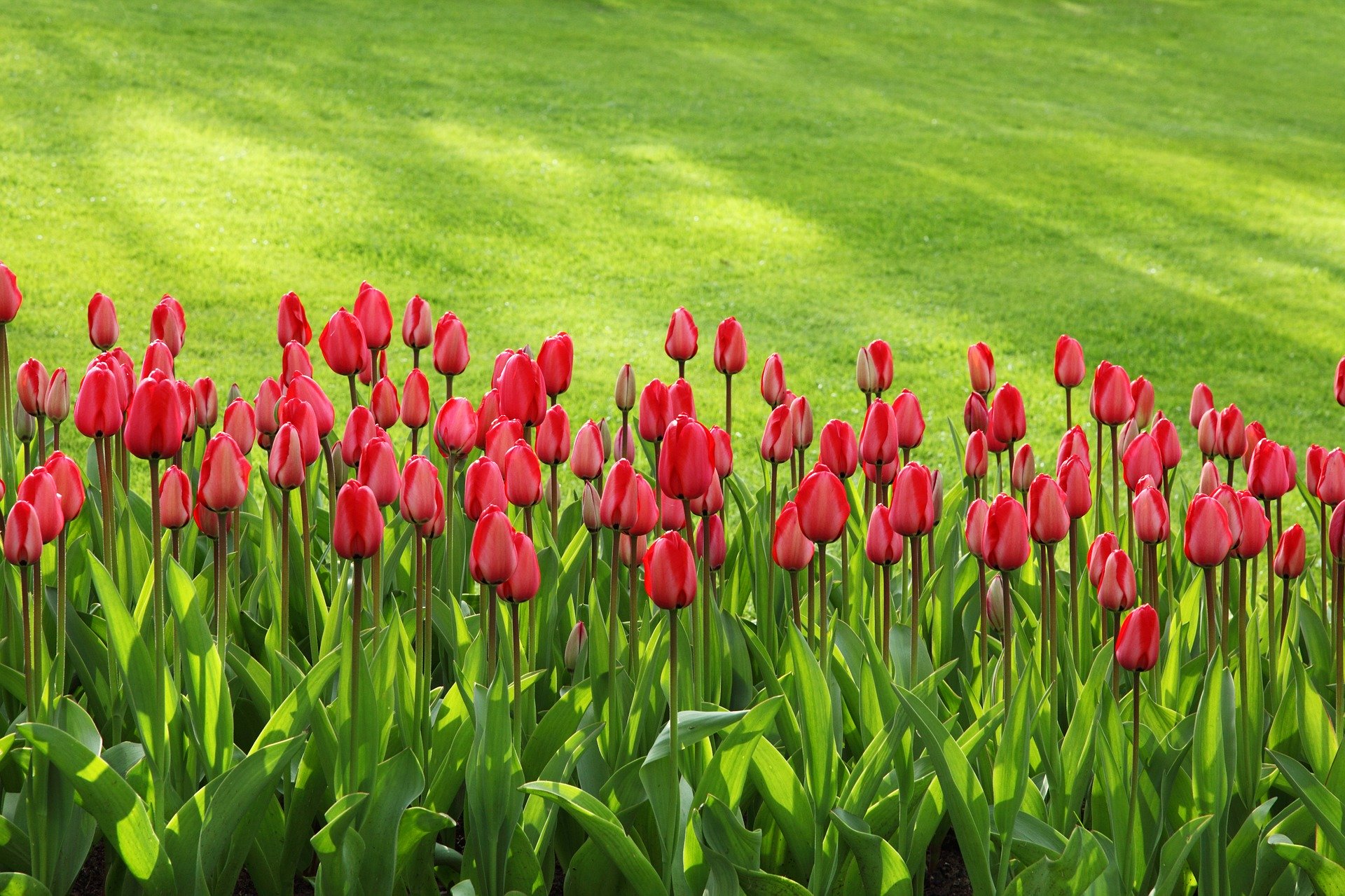 Czerwone tulipany w ogrodzie