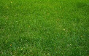 Zielony trawnik